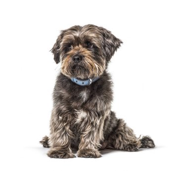 Endişeli Melez Köpek mavi yakalı, soyutlanmış