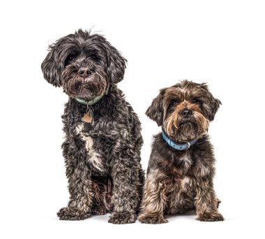 İki melez köpek birlikte oturuyor, mavi yakalı.