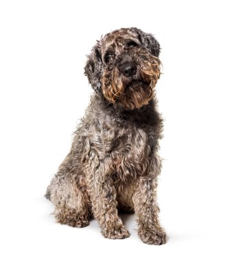 Karışık köpek bakıcılığı, izole edilmiş.