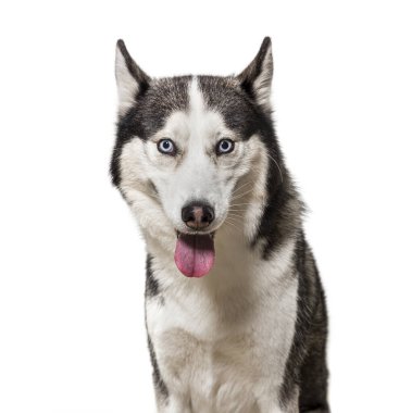 Soluyan Sibirya Husky köpeği, beyaz üzerine izole edilmiş.