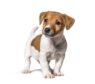 Yavru Jack russel Teriyer köpeği, iki aylık, başka tarafa bakıyor, beyaz üzerine izole edilmiş.