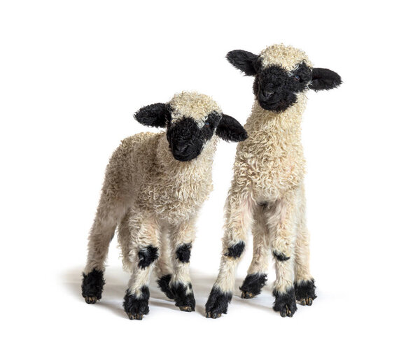 Paire of Lambs Valais Blacknose sheep standing on white