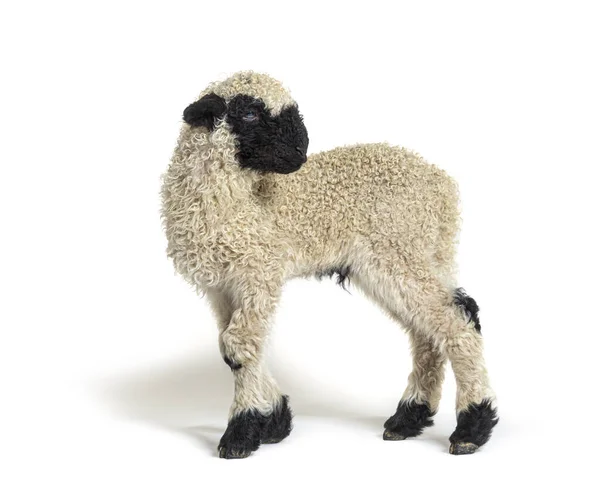 Profilo Grazioso Lamb Vallese Blascar Sheep Tre Settimane — Foto Stock