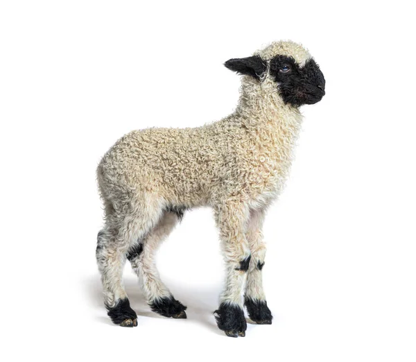 Profilo Grazioso Lamb Vallese Blascar Sheep Tre Settimane — Foto Stock