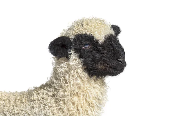 Profile Lovely Lamb Valais Blacknose Birka Juh Három Hetes — Stock Fotó