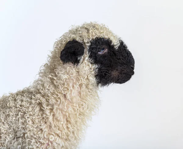 Profiel Van Een Mooi Lam Wallis Blacknose Schaap Drie Weken — Stockfoto