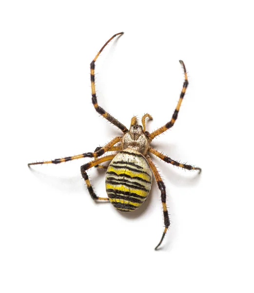 Back View Argiope Bruennichi Wasp Spider Species Orb Web Spider — Stock Photo, Image