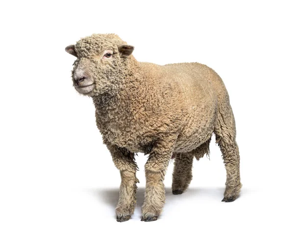 Southdown Sheep Babydoll Smiling Sheep Isolated White — Stock Photo, Image