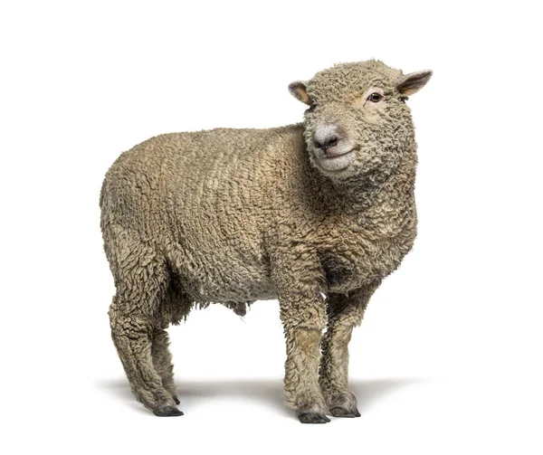 Southdown Sheep Babydoll Smiling Sheep Isolated White — Stock Photo, Image