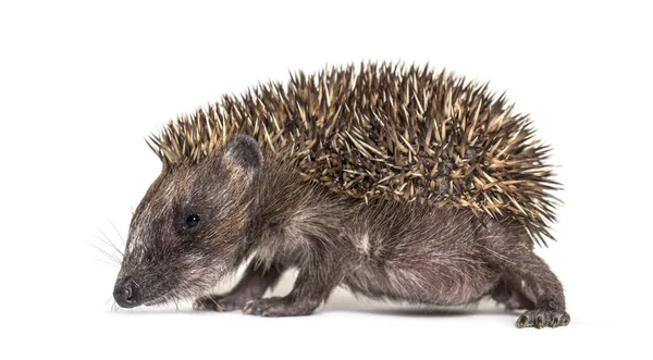 Young European Hedgehog Looking Camera Isolated White — Stock Photo, Image