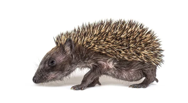 Side View Young European Hedgehog Isolated White — Stock Photo, Image