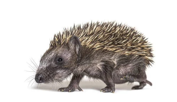 Side View Young European Hedgehog Walking Away Isolated White — Stock Photo, Image