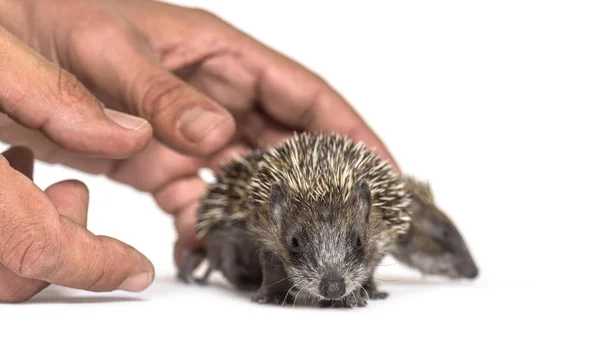 Human Hand Touching Helping Two Rescued Young European Hedgehogs Isolated — Stock Photo, Image