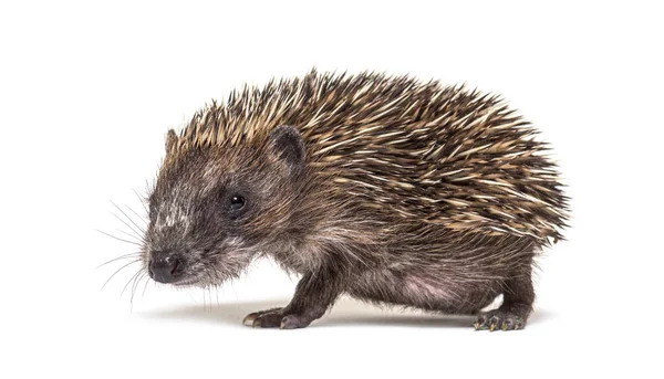 Side View Young European Hedgehog Walking Away Isolated White — Stock Photo, Image