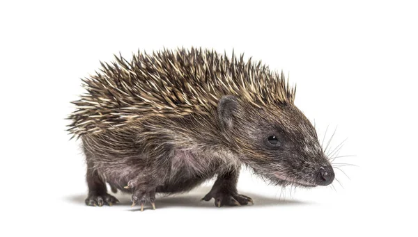 Jonge Europese Egel Kijkt Naar Camera Geïsoleerd Wit — Stockfoto