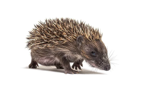 Walking Young European Hedgehog Looking Camera Isolated White — Stock Photo, Image