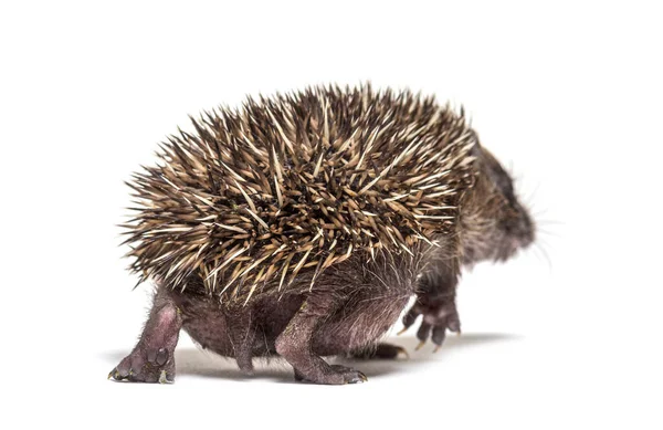 Back View Young European Hedgehog Walking Away — Stock Photo, Image