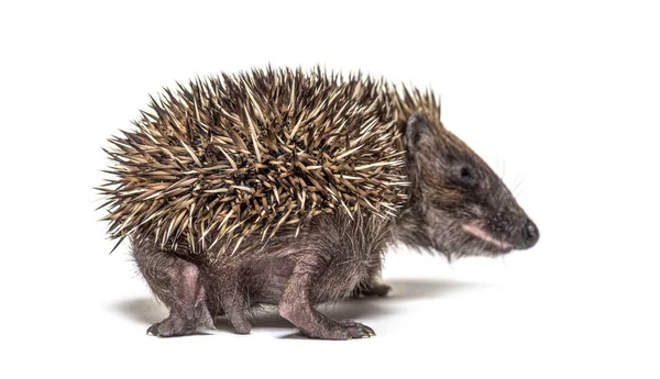 Back View Young European Hedgehog Walking Away — Stock Photo, Image