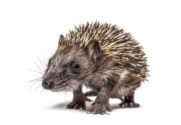 Young European Hedgehog Coming Camera Walking Isolated — Stock Photo, Image