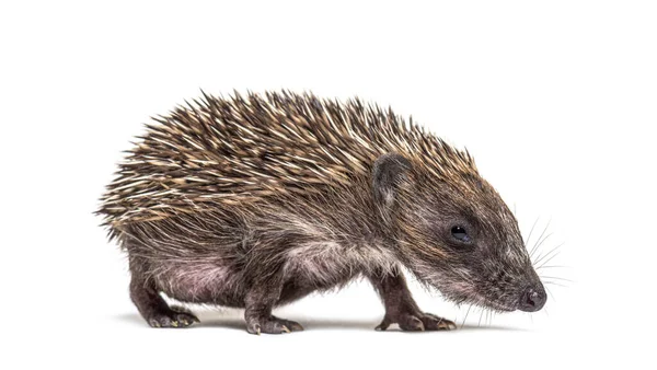 Young European Hedgehog Isolated White — Stok Foto