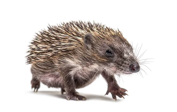 Walking Young European Hedgehog Looking Camera Isolated White — Stock Photo, Image