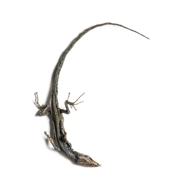 Dead Common Wall Lizard State Decomposition — Stock Photo, Image