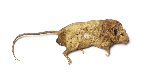 Dead Rodent Rat State Decomposition Isolated Pest Animal — Stock Photo, Image