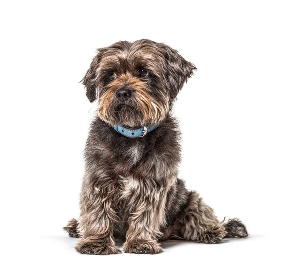 Bezorgd Scruffy Crossbreed Hond Draagt Een Blauwe Kraag Geïsoleerd — Stockfoto