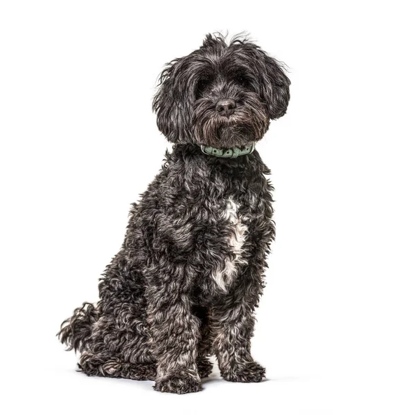 Black Tibetan Spaniel Wearing Bleu Collar Isolated — Stock Photo, Image