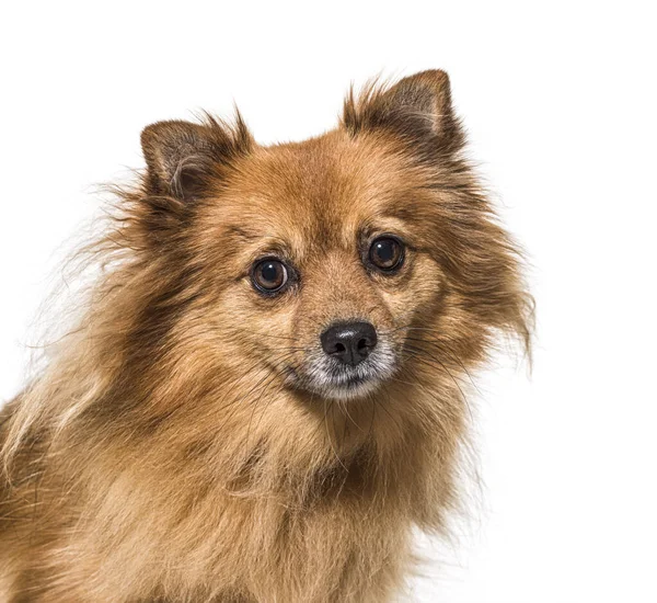 Hoofd Schot Van Een Crossbreed Hond Geïsoleerd — Stockfoto