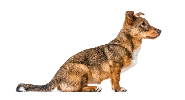 Sidovy Isolerad Crossbreed Hund Sitter Framför Och Väntar — Stockfoto