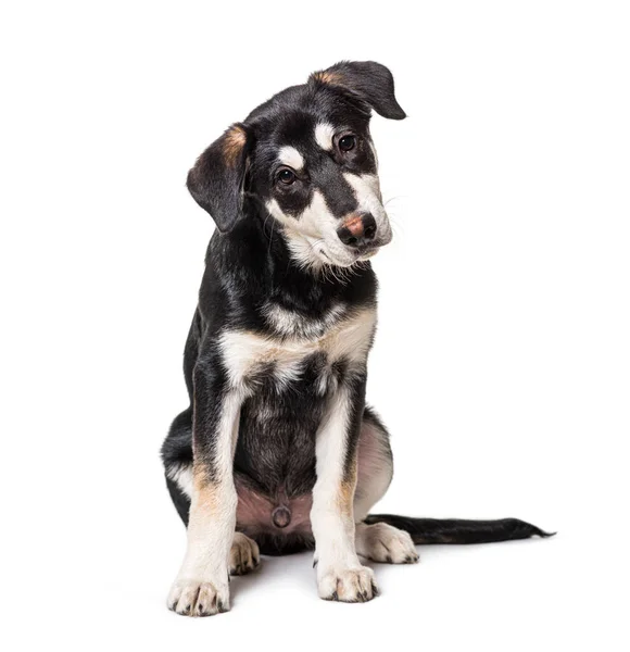 Junger Welpe Mischlingshund Blickt Die Kamera — Stockfoto