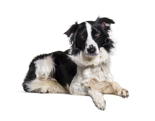 Lying Empty Board Border Collie Dog Looking Camera Isolated — Stock Photo, Image