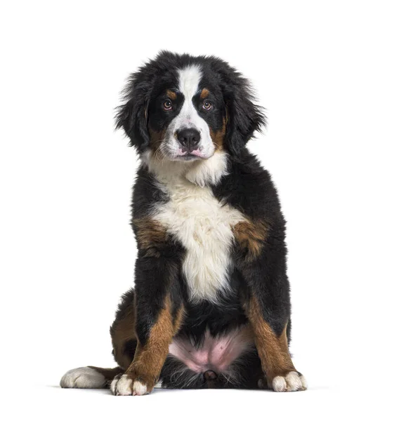 Sentado Bernese Mountain Dog Aislado Blanco Mirando Cámara — Foto de Stock