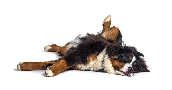Galna Bernese Monutain Hund Liggande Rygg Isolerad — Stockfoto