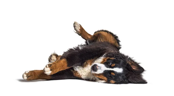 Crazy Bernese Monutain Hond Liggend Zijn Rug Geïsoleerd — Stockfoto