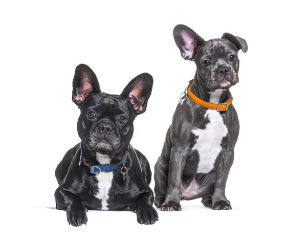 Paire French Bulldog Sedí Nosí Oranžový Obojek Pes — Stock fotografie