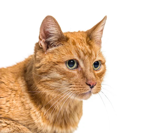 Close Very Old Ginger Cat Lentigo Noise Lips — Stock Photo, Image