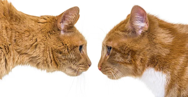 Dvě Zrzavé Kočky Jedna Mladá Dospělá Tváří Tvář Pohled Boku — Stock fotografie