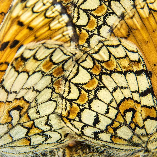 Two Provenal Fritillary Butterflies Mating Isolated White — Stock Photo, Image