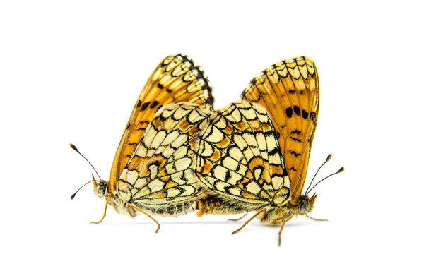 Duas Borboletas Fritilares Provenais Que Acasalam Isoladas Branco — Fotografia de Stock