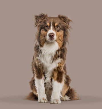 Kahverengi arka planda oturan kırmızı merle Australian Shepherd