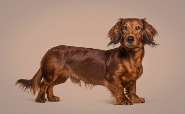 Kahverengi bir dachshund köpeğinin yan görüntüsü, izole bir şekilde kameraya bakıyor. 