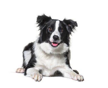Sınır çoban köpeği soluyor, uzanıyor, beyaz üzerine izole edilmiş.