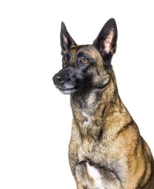 Beyaz tenli Belçikalı bir çobanın kafasından vurularak.