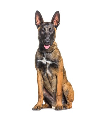 Oturan soluk soluğa Malinois köpeği, beyaz tenli.