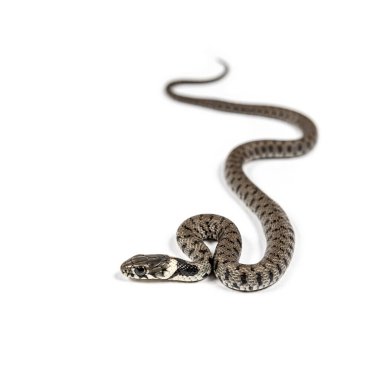 Çimen yılanı, Natrix natrix, beyaz üzerine izole edilmiş.