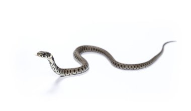 Çimen yılanı dili ile kayar ve kokar, Natrix natrix, beyaz üzerinde izole.