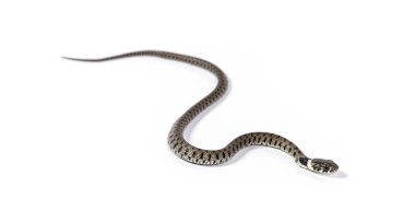 Çimen yılanı, Natrix natrix, beyaz üzerine izole edilmiş.