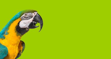 Mavi-sarı bir papağanın kafasından, gagası açık, kenar manzaralı. Yeşil arkaplanda 